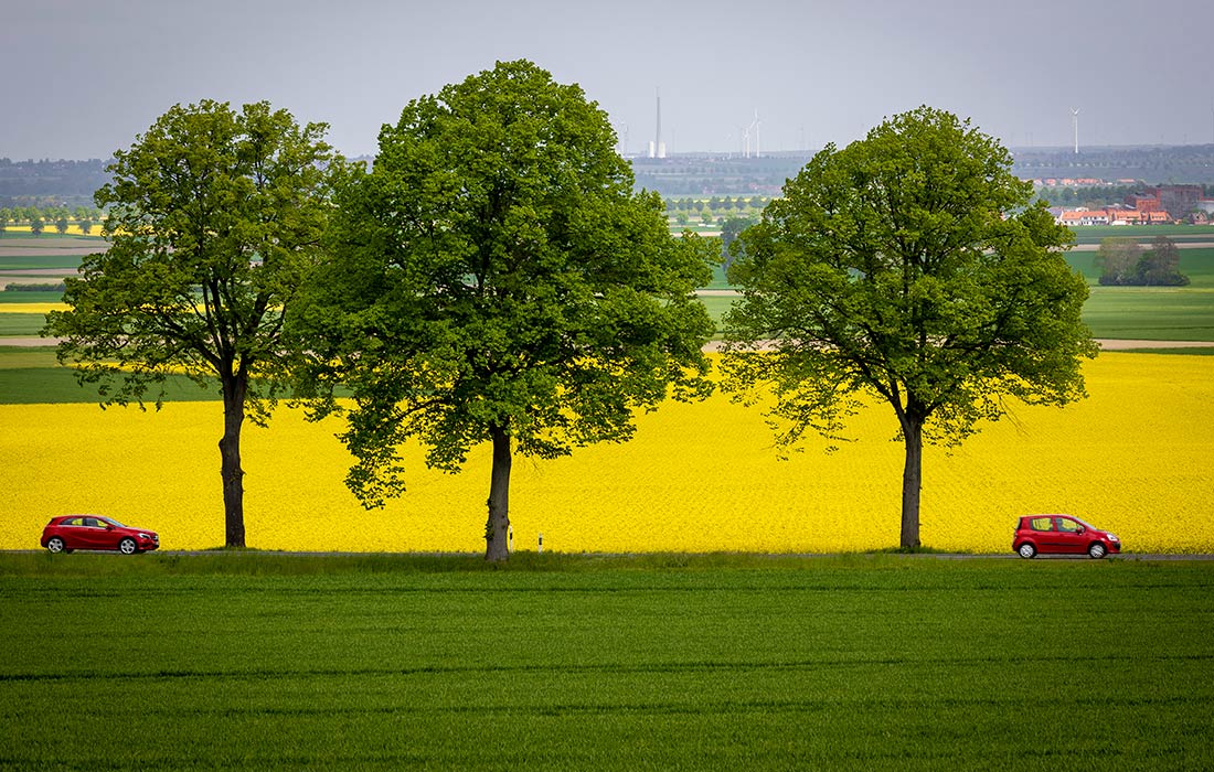 Цветущие поля рапса в Нижней Саксонии