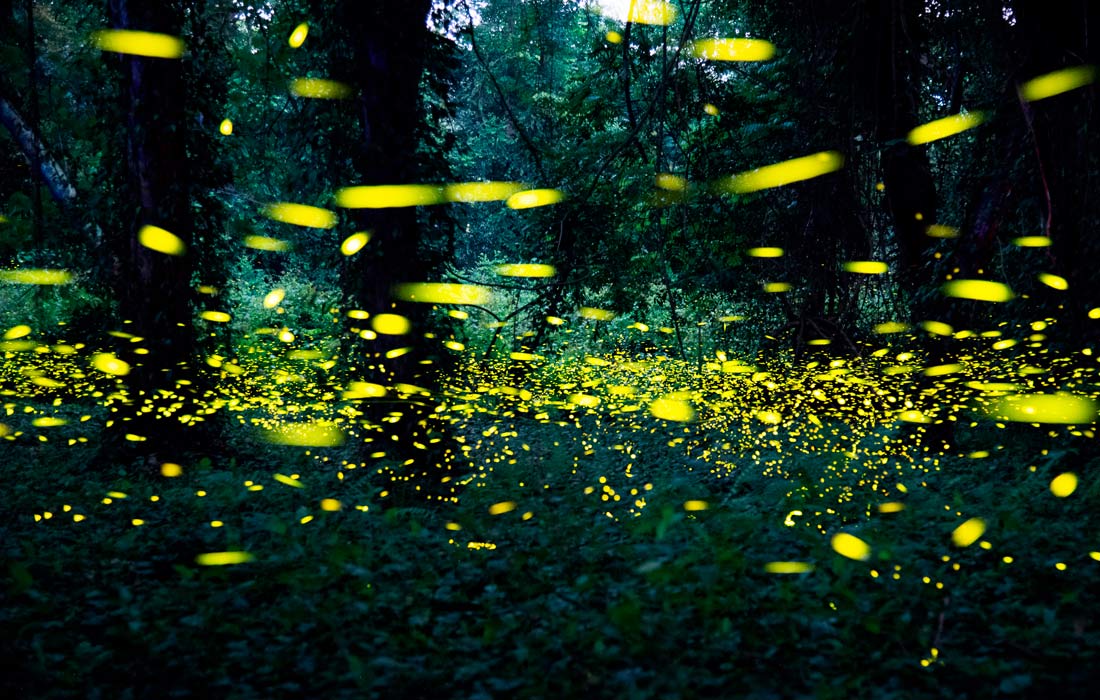 Парк светлячков в Гуанчжоу, Китай