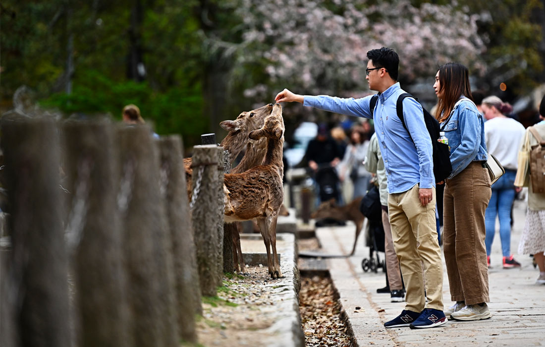 Туристы раздают угощения оленям в парке Нара, Япония