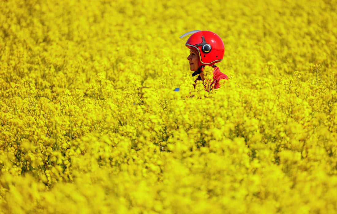 Цветение рапса на полях Шлезвиг-Гольштейна, Германия