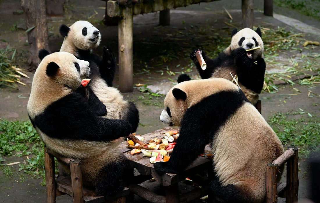 Гигантские панды в зоопарке Чунцина, Китай