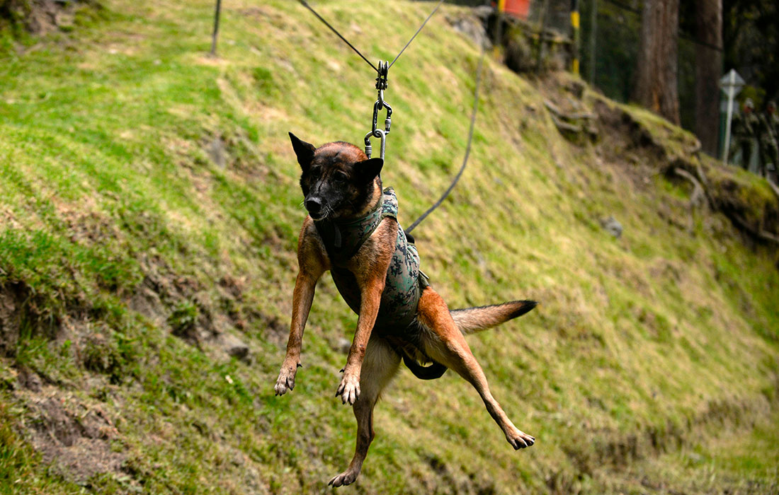 Дрессировка собак в школе военных инженеров в Колумбии