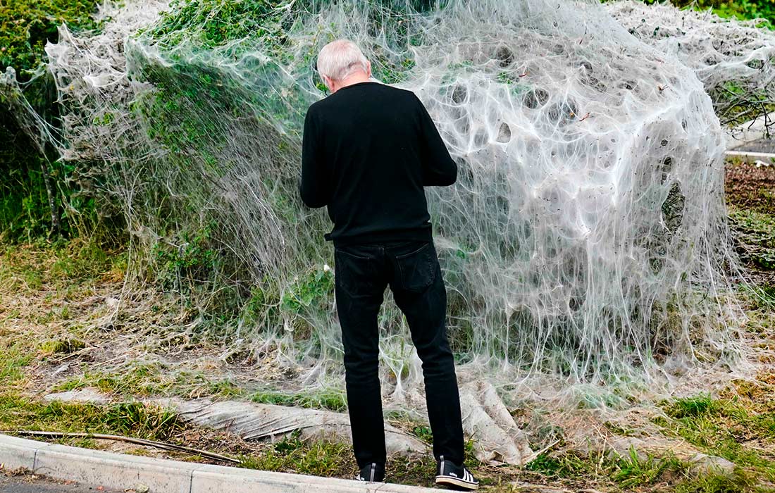 Паутина гусениц горностаевой моли в английском Шрусбери