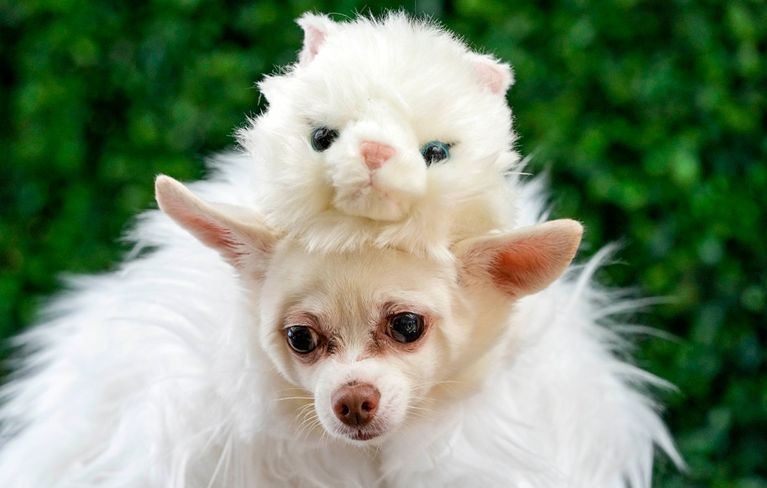 Дизайнер Энтони Рубио представил коллекцию нарядов для домашних животных, вдохновленную образами знаменитостей с бала Met Gala, в Нью-Йорке