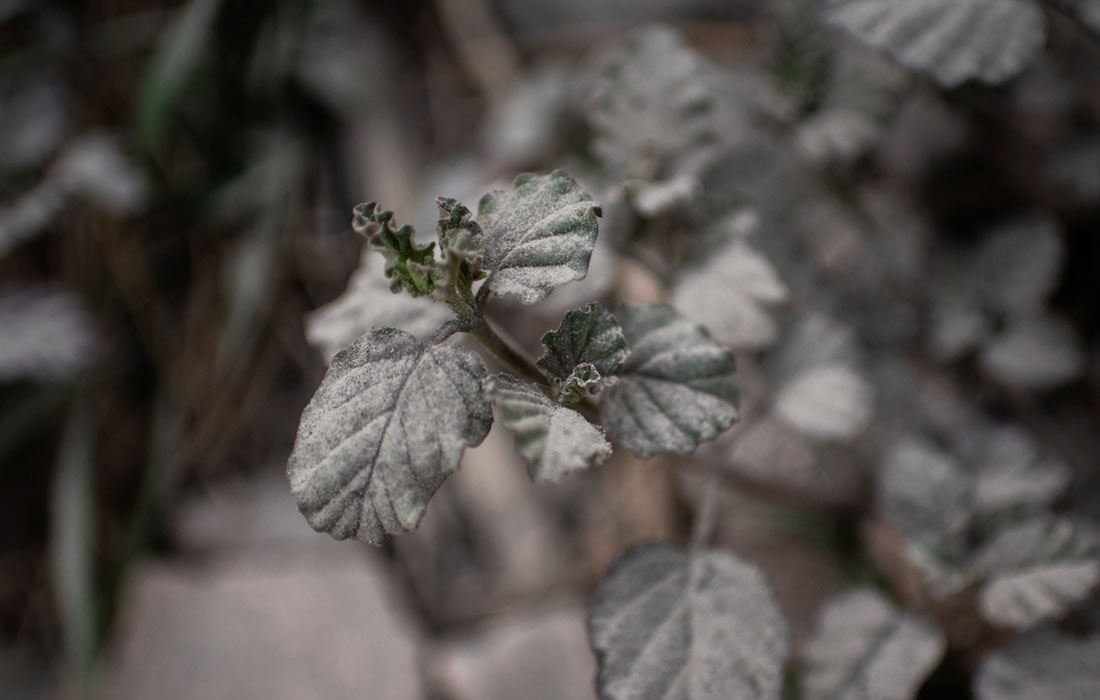 В результате активности вулкана несколько близлежащих городов оказались под слоем пепла