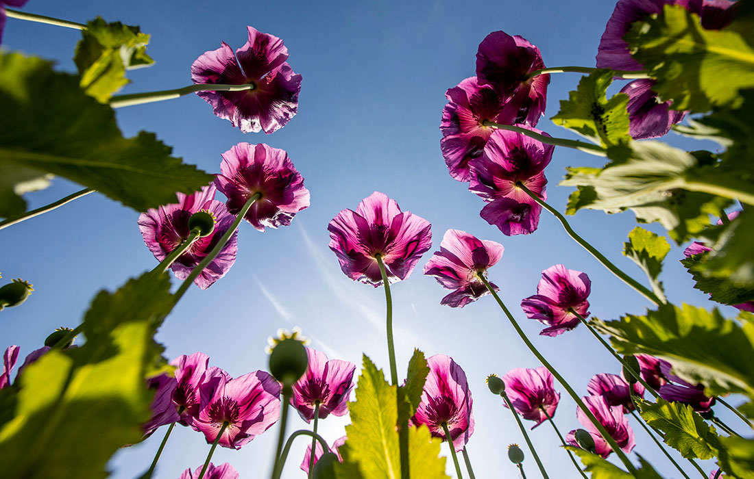 Мак цветет в поле на юго-востоке Венгрии