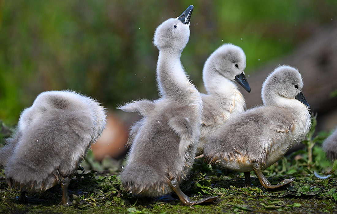 Лебеди-шипуны в английском Абботсбери