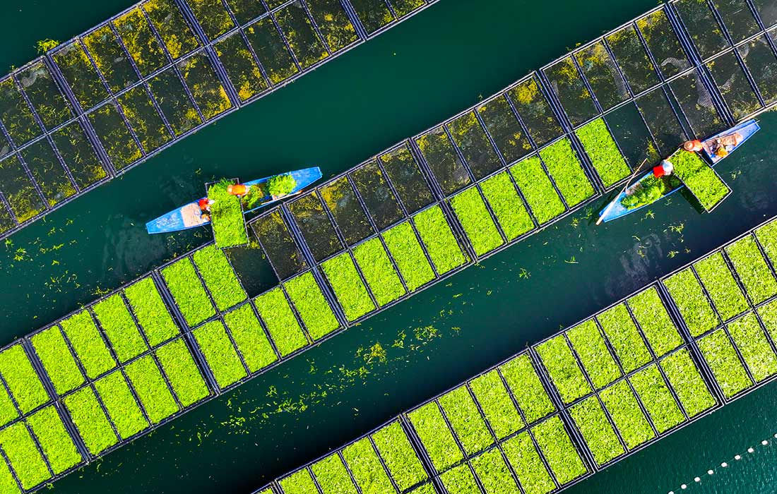 Выращивание водяного шпината в китайской провинции Чжэцзян