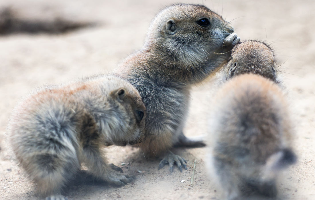 Луговые собачки в Берлинском зоопарке