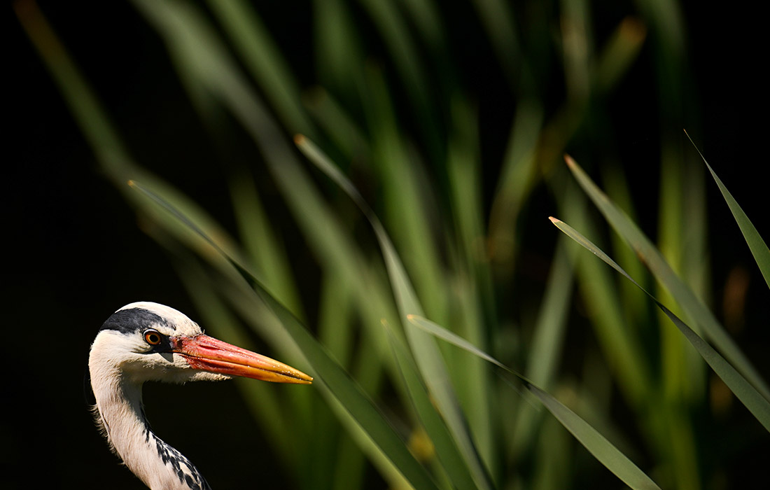 Цапля в английском Ньютон-Эбботе