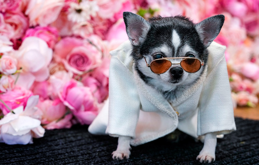 Чихуахуа представила коллекцию Энтони Рубио в Нью-Йорке