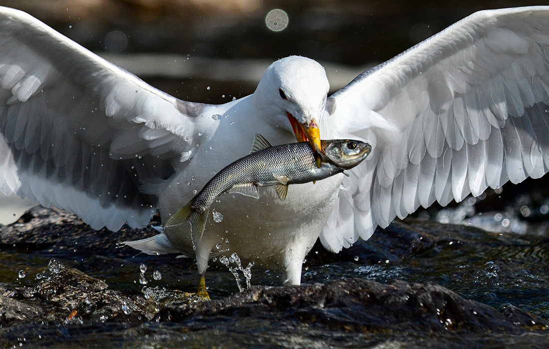 Охота чаек на озере Ван в Турции
