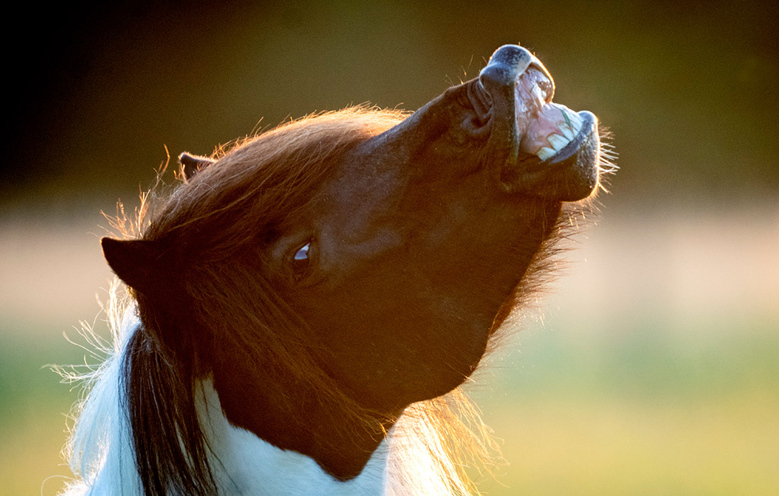 Исландские жеребята на конезаводе в немецком Верхайме