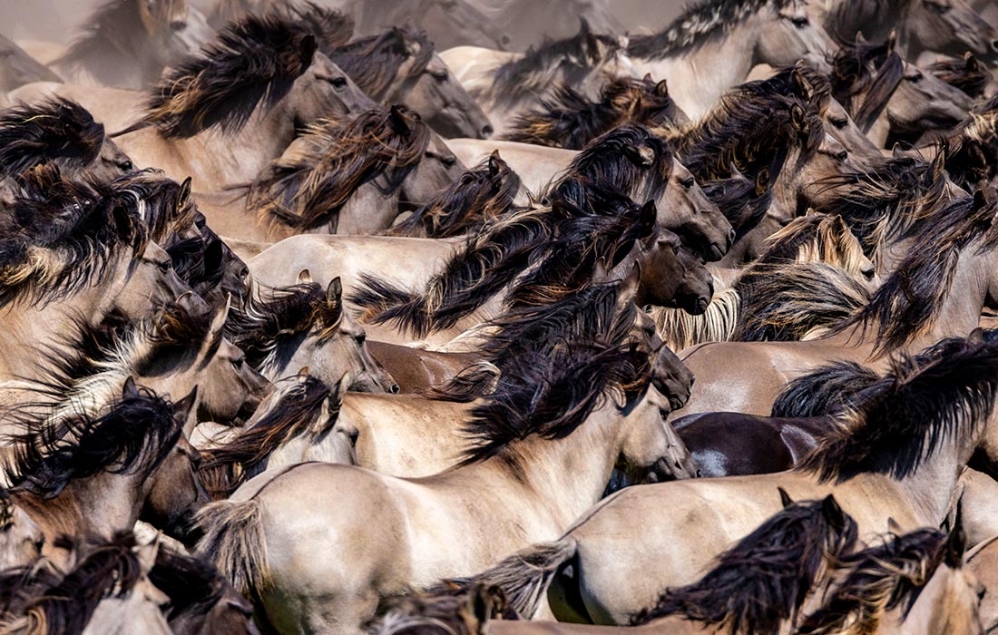 Дикие лошади в немецком Дюльмене