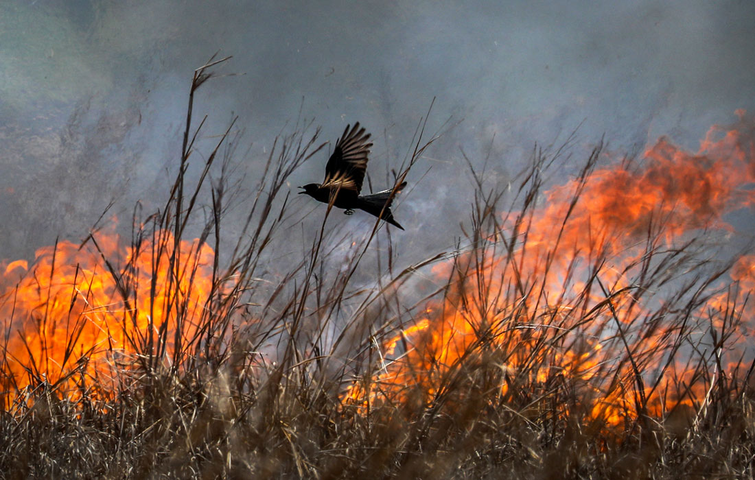 Выжигание стерни перед новой посадкой риса в окрестностях Мумбаи