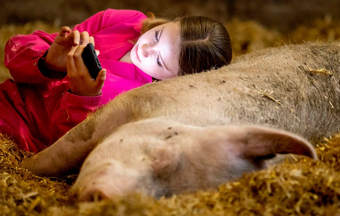 Посетительница фермы в Хугелуне, Нидерланды