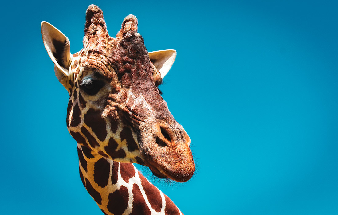 Жираф в Уипснейдском зоопарке в Великобритании