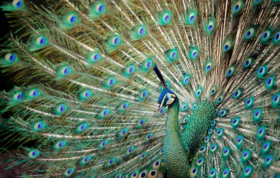 Зеленый павлин в заповеднике "Чешский рай"