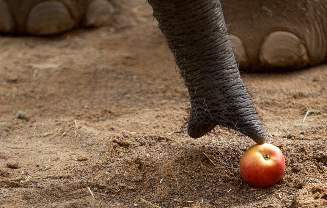 Слоны в зоопарке Опель в Германии