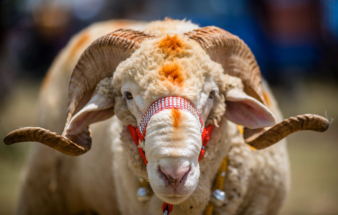 Мусульмане Кашмира готовятся праздновать Курбан-Байрам. На фото: Баран, украшенный колокольчиками, выставлен на продажу на рынке перед предстоящим мусульманским праздником.