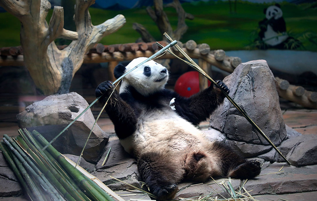 Гигантская панда в комнате с кондиционером в зоопарке Китая