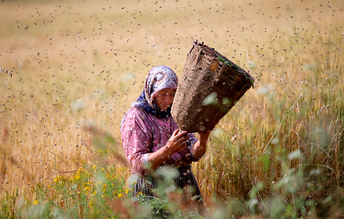 Женщина-пасечник в Турции