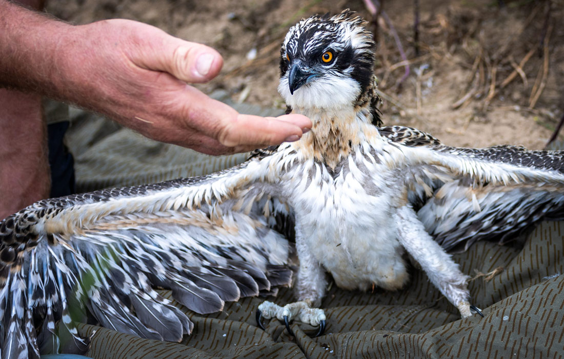 Окольцовка молодых скоп возле Штернберга на северо-востоке Германии