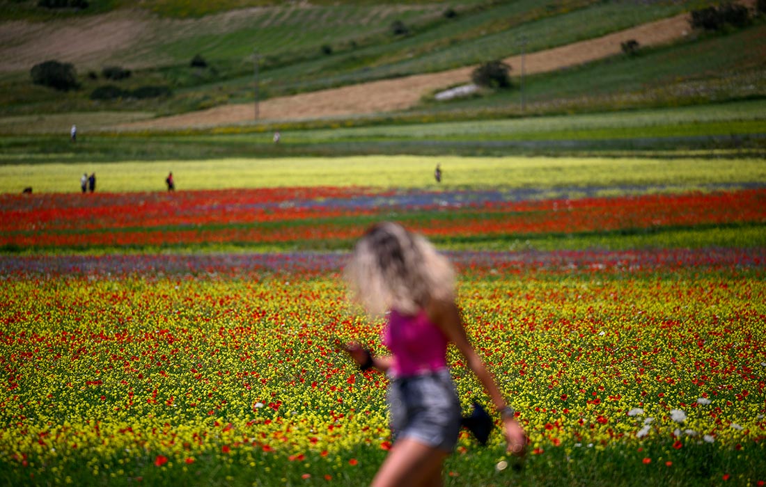 Туристы посещают поля чечевицы и мака во время ежегодного цветения в Кастеллуччо-ди-Норча, Италия.