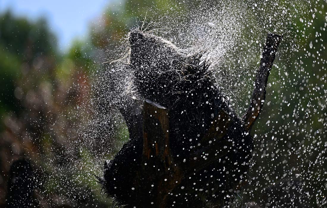 Бинтуронг в зоопарке Мадрида