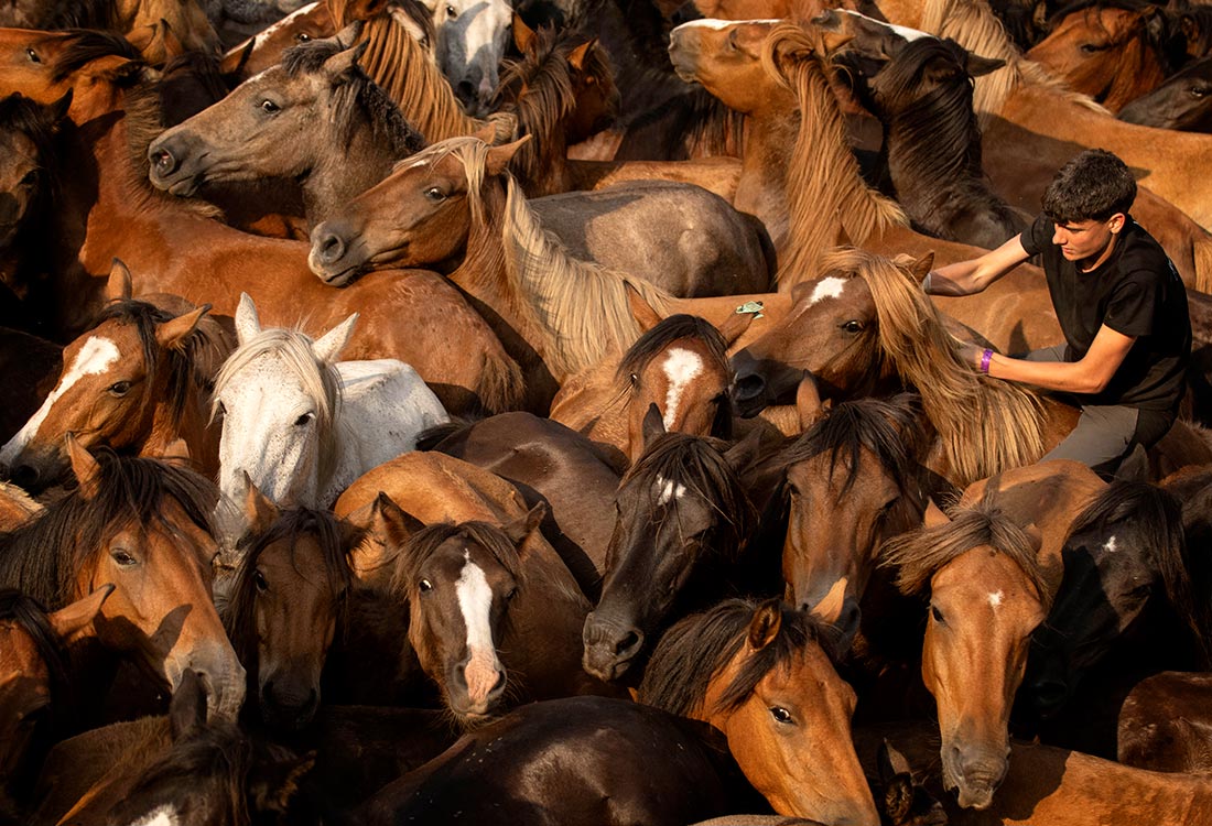 Перегон диких лошадей на ферму в Сабуседо, Испания