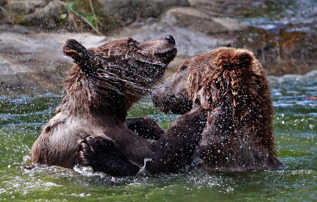 Медведи в зоопарке Хексентанцплац в Германии