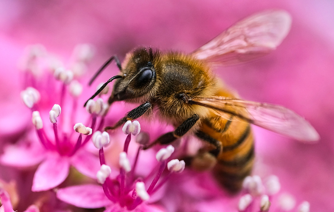 Цветение гортензии в Кельне