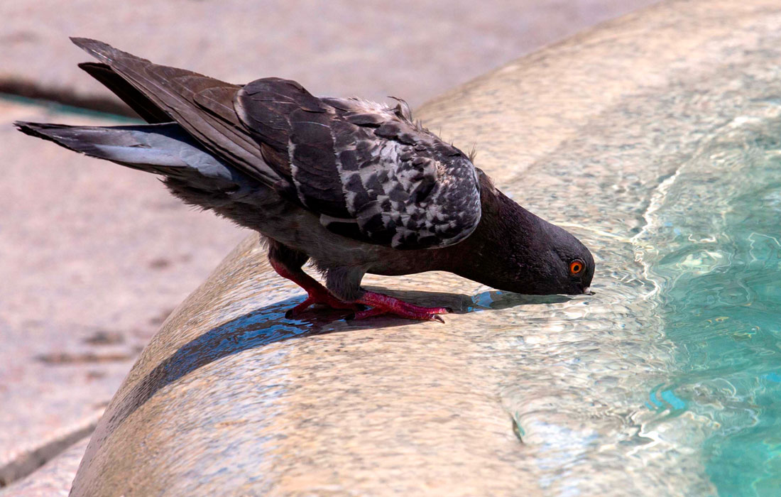 Голубь у фонтана в Загребе, Хорватия