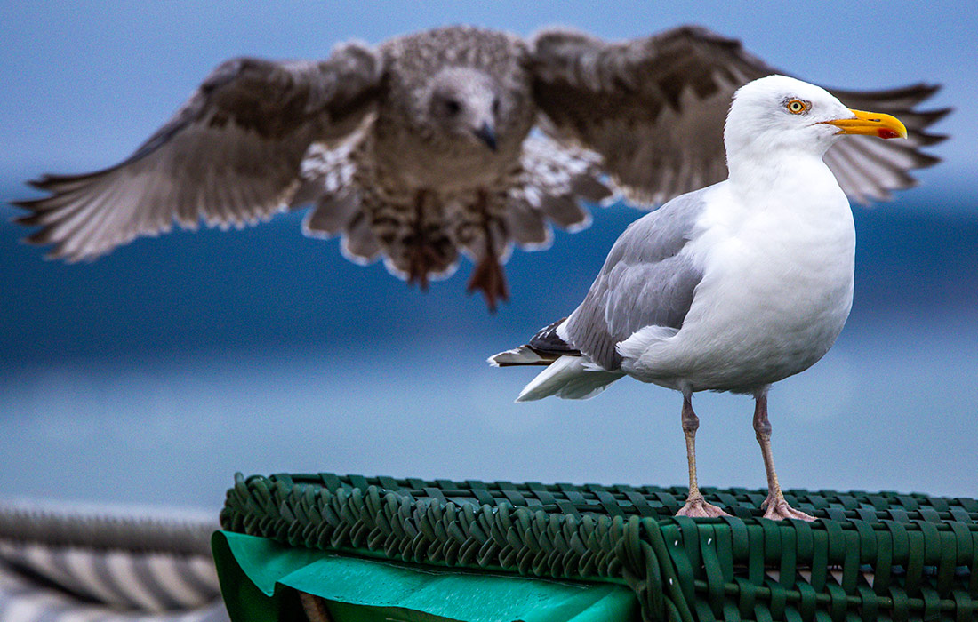 Дождливая погода утром на побережье Балтийского моря