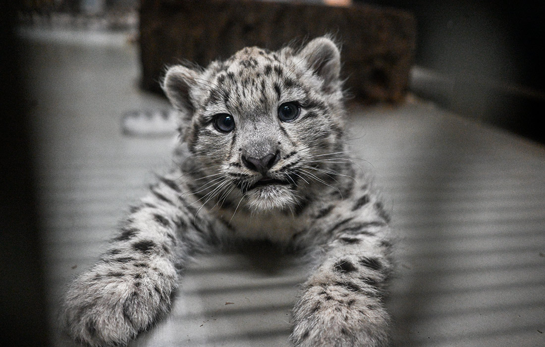 Новорожденный снежный барс во Вроцлавском зоопарке Польши