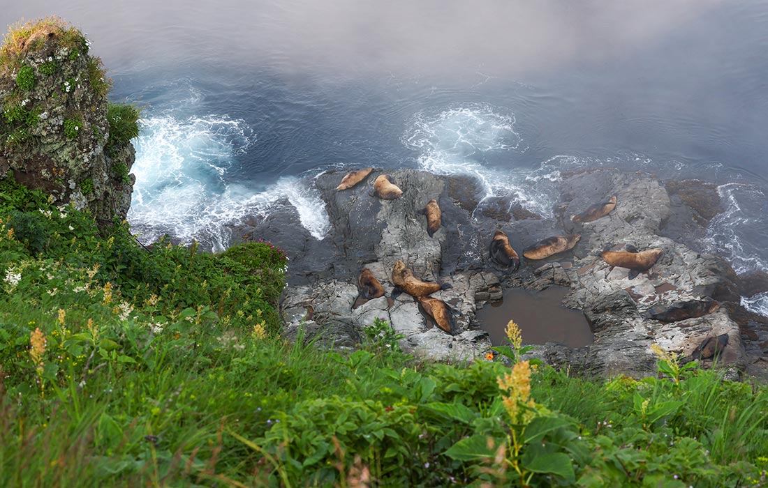 Лежбище сивучей на острове Симушир. Симушир - остров средней группы Большой гряды Курильских островов.