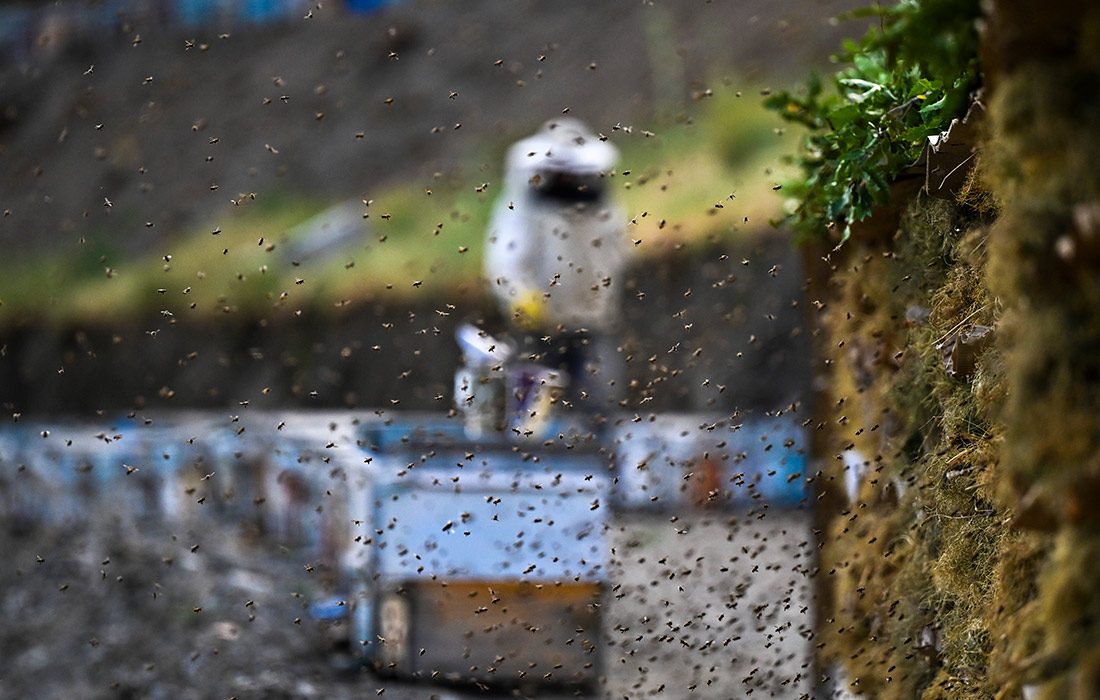 Производство меда в высокогорных районах турецкого Битлиса