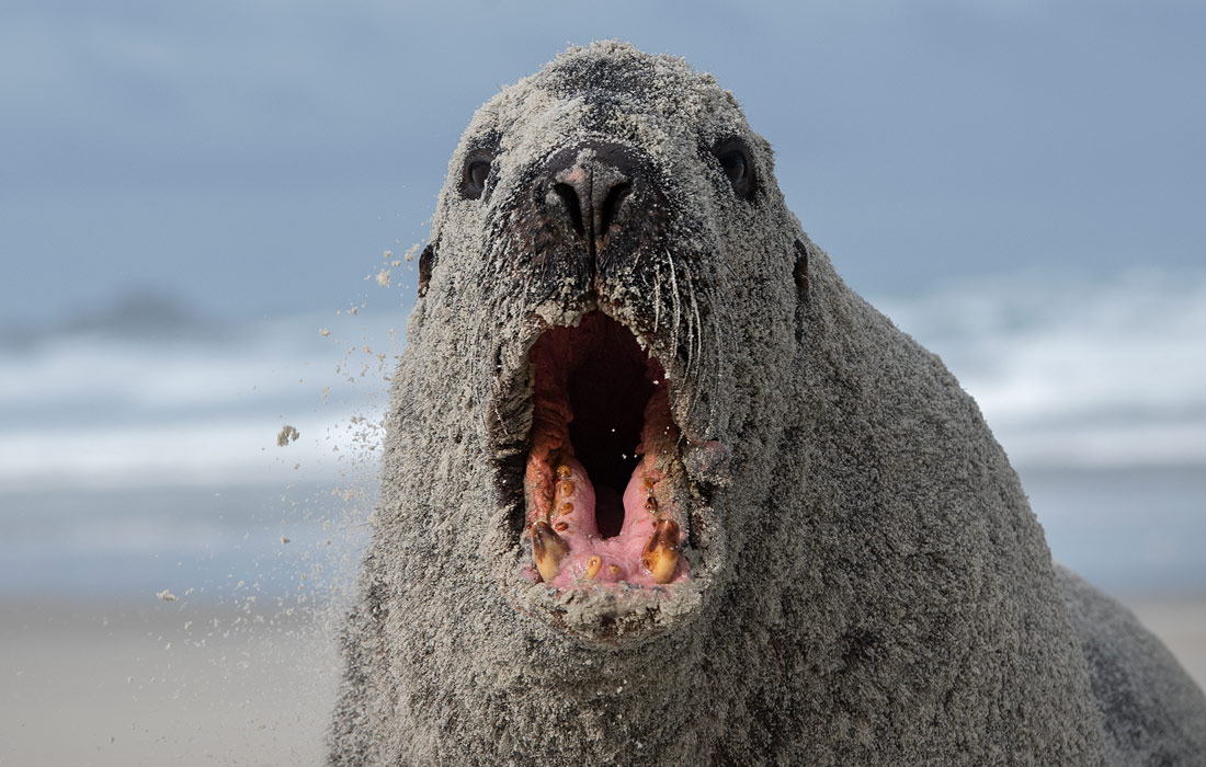 Морской лев в бухте Сэндфлай, Новая Зеландия