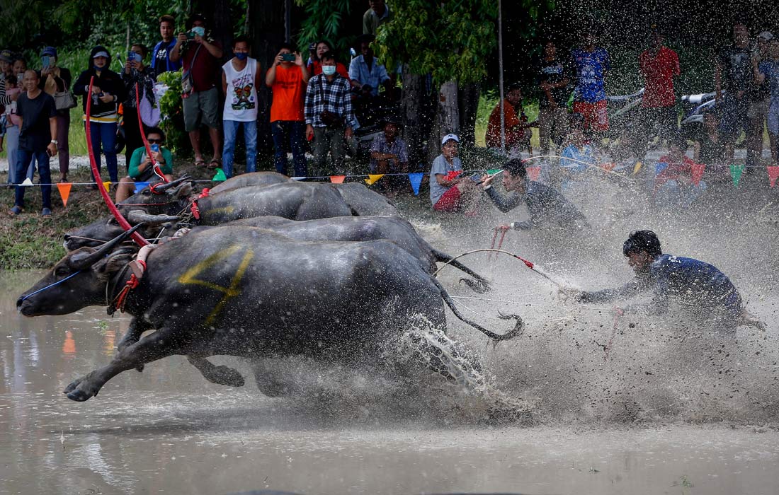 Ежегодные гонки на быках в тайской провинции Чонбури