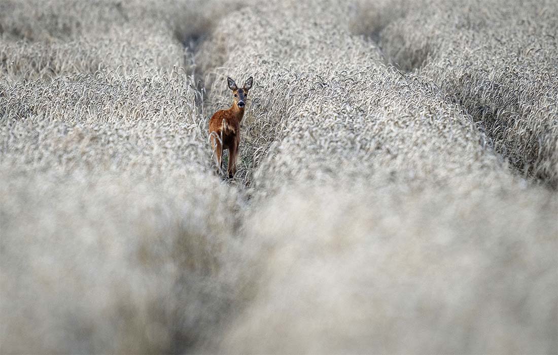 Олень на пшеничном поле в Ной-Анспахе в Германии