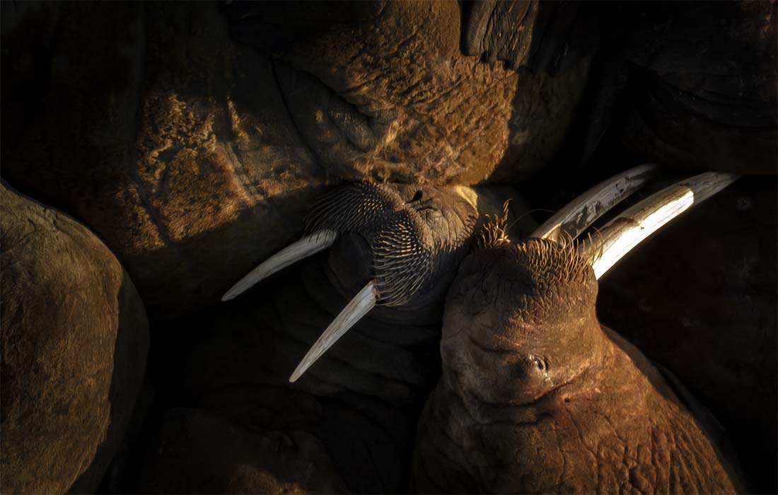 Моржи на Шпицбергене