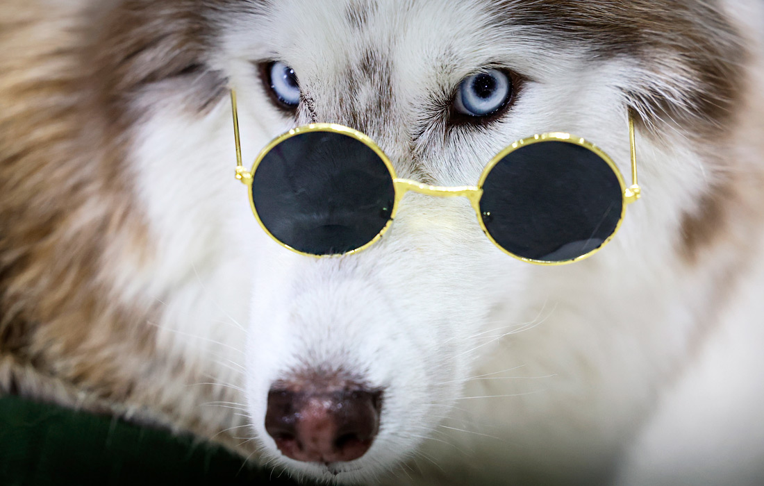 Выставка домашних животных в Бангкоке, Таиланд