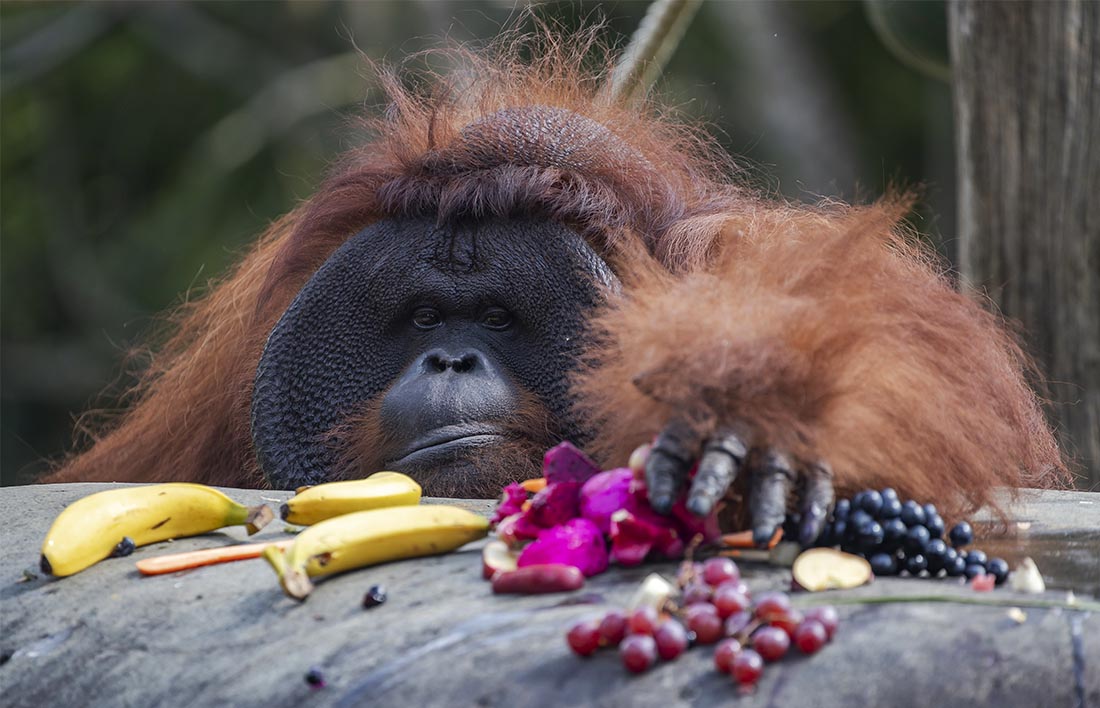 46 лет исполнилось орангутангу Джекки из балийского зоопарка