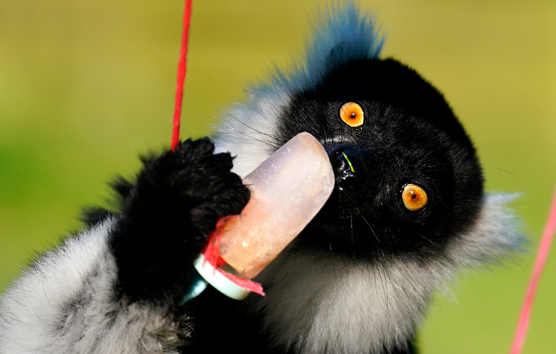 Лемур с замороженными фруктами в сафари-парке Блэр Драммонд в Шотландии