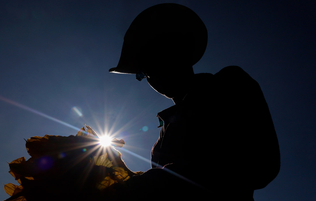 Фермер собирает цветы тыквы на участке в Мехико