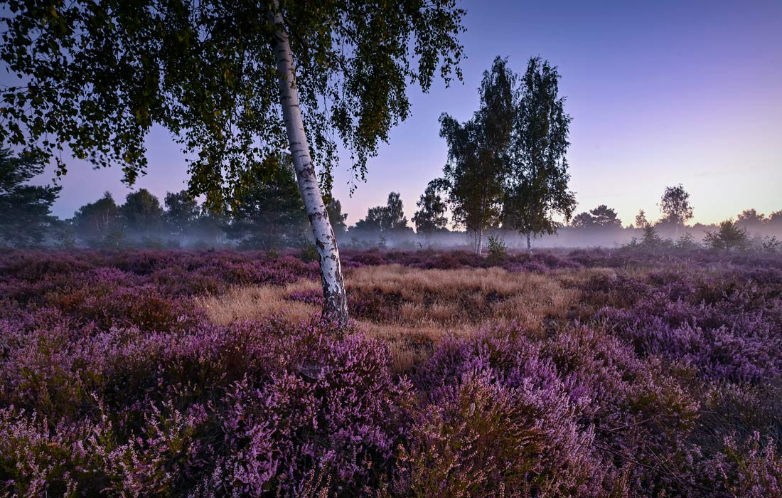 Восход солнца в природном заповеднике в Германии