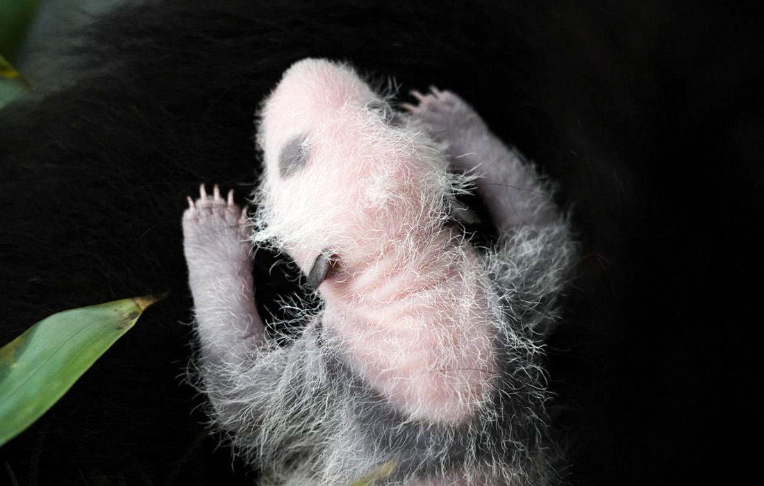 Детеныш панд Жуи и Диндин в Московском зоопарке