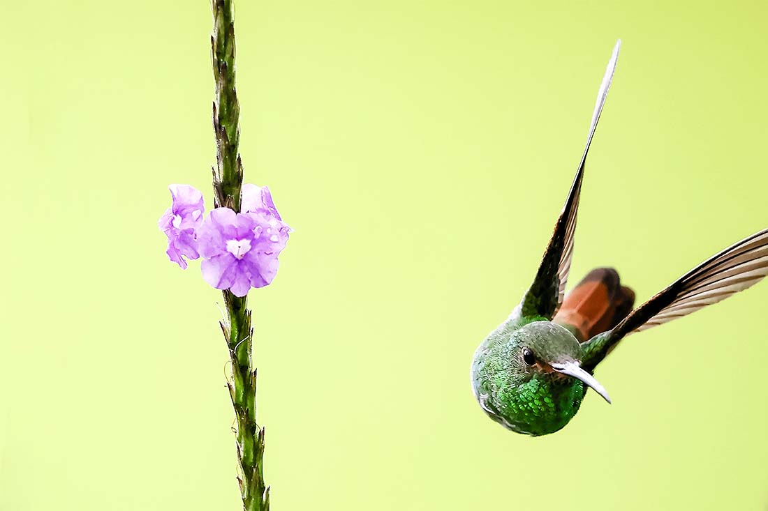 Колибри в районе Сан-Вито-Кото-Брус, Коста-Рика