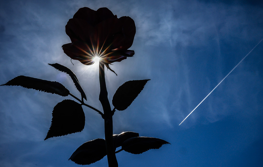 Скульптура немецкой художницы Исы Генцкен "Розовая роза" перед Новой Национальной галереей в Берлине