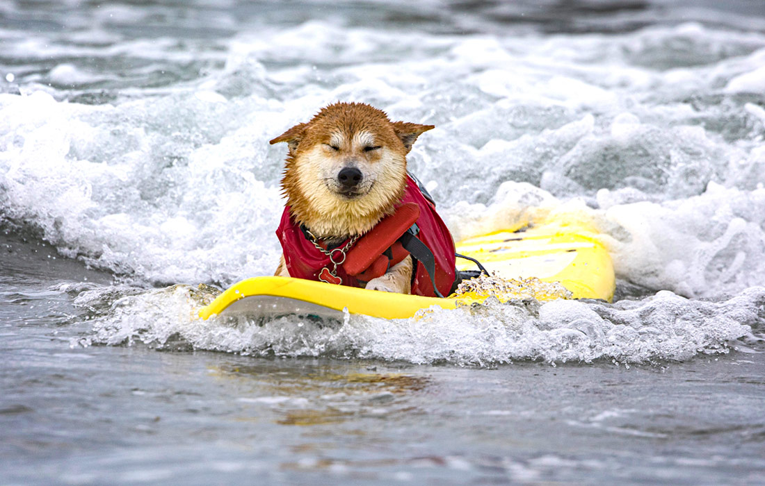 Kaliforniya Köpək Sörf Müsabiqəsi